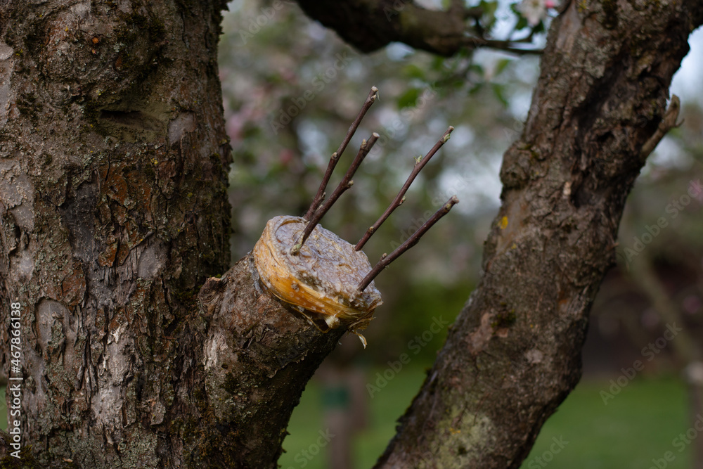 Grafted tree with 4 fresh shoots