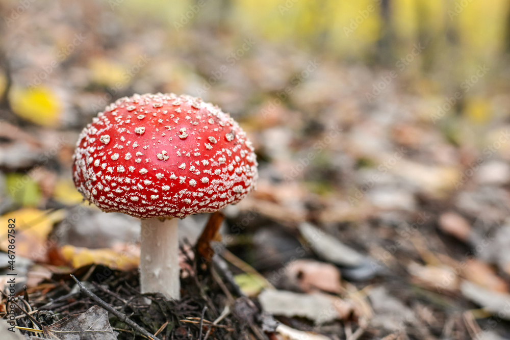 Mushroom - Amanita muscaria - fly agaric. Poisonous fly agaric on forest soil in autumn. Mushroom - Amanita muscaria - fly agaric. Poisonous fly agaric on forest soil in autumn.