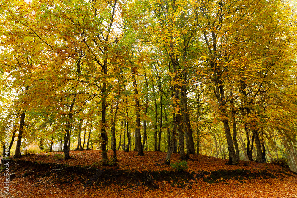 fall colors in the wetland forest of İğneada, Turkey