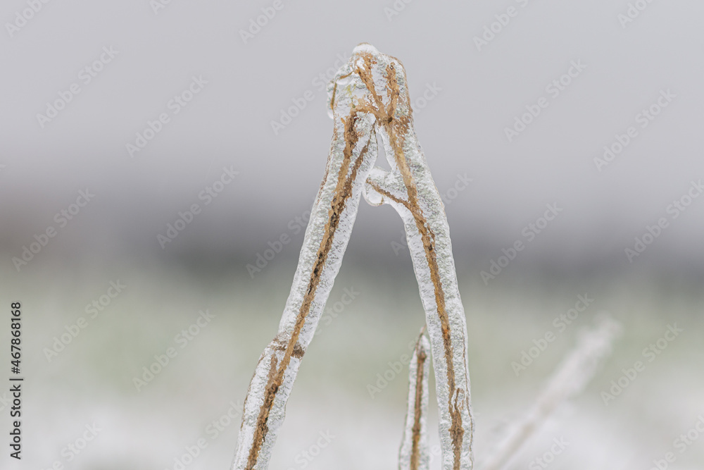 Nach Eisregen mit Eis glasierte Pflanzen, Büsche, Blumen, Zweige und Äste mit blurry Hintergrung. Nach Eisregen mit Eis glasierte Pflanzen, Büsche, Blumen, Zweige und Äste mit blurry Hintergrung.
