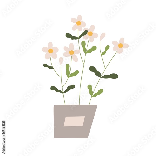 Home flowers in pot. Blossomed floral plant growing in flowerpot. Delicate ch...