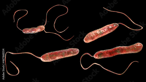 Bacteria Stenotrophomonas maltophilia photo