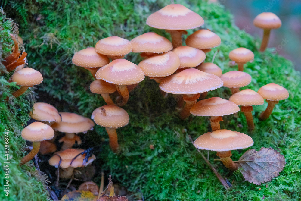 Fototapeta premium Mushrooms on Leith Hill Surrey