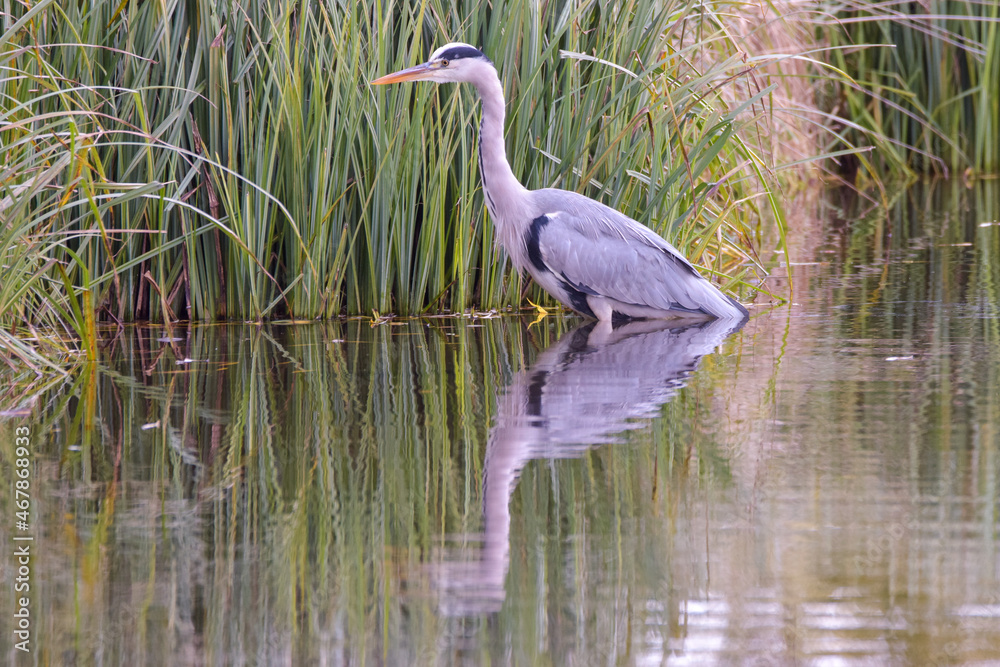 Naklejka premium Heron fishing in Bushy Park stream 