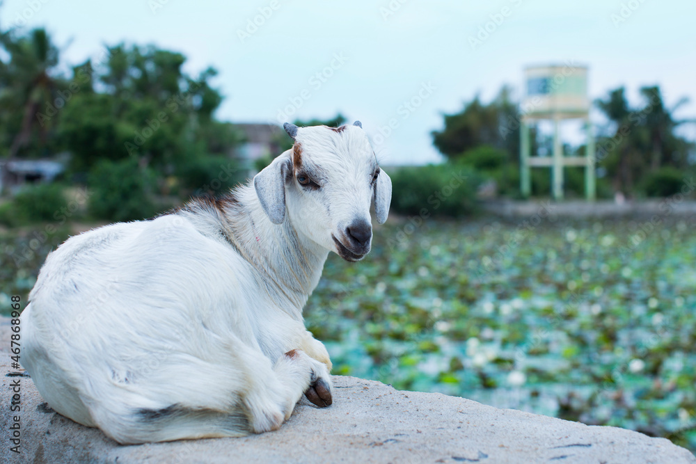 Fototapeta premium White color goat sitting on the cement stone surface. Close-up shot with lily flower pond background.