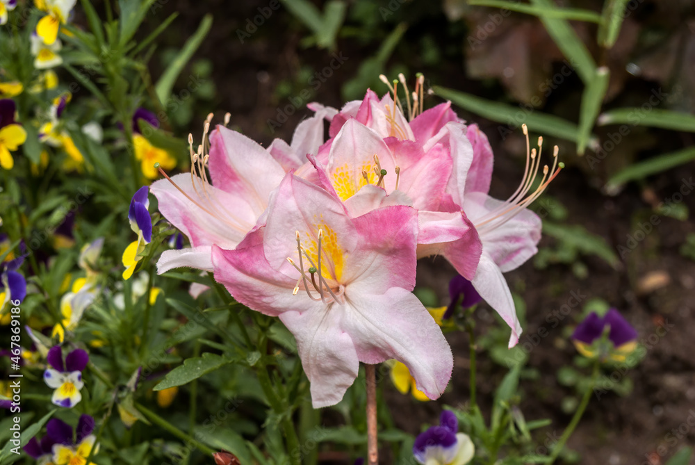 Rhododendron 'Satomi' (Rhododendron x mollis) in garden, Moscow region, Russia Rhododendron 'Satomi' (Rhododendron x mollis) in garden, Moscow region, Russia