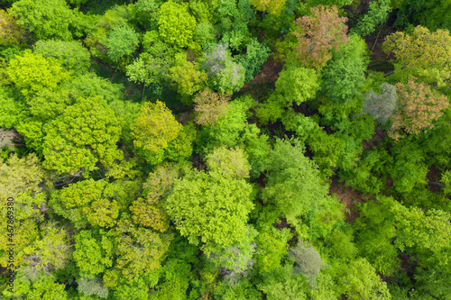 Aerial view of lush green forest in spring