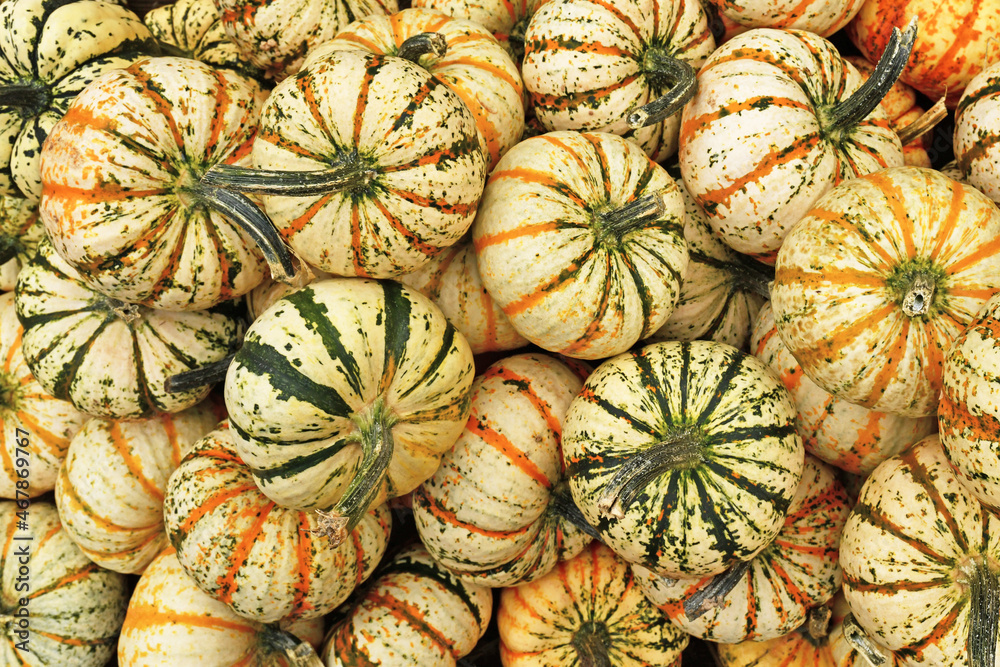 Many Carnival squashes with yellow and green stripes Many Carnival squashes with yellow and green stripes