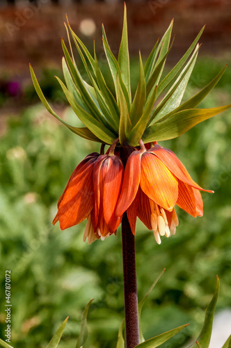 Crown Imperial (Fritillaria imperialis) in park