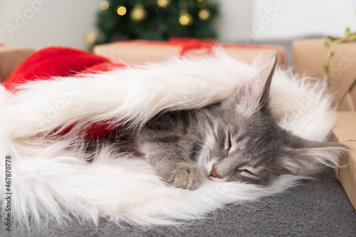 Cute Christmas kitten sleeps near the Christmas tree. A gray kitten is wearing a Santa Claus hat. Postcard with pets for new year and christmas