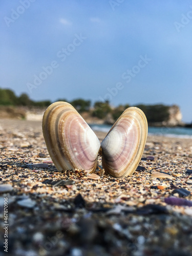 Nahaufnahme einer schönen, bunten Muschel die im Sand am Strand steckt photo