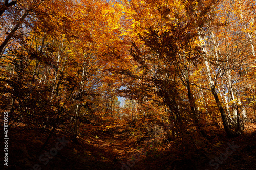 fall colors in the wetland forest of İğneada, Turkey