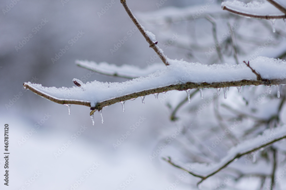 Vom Eisregen mit Eis und Schnee überzogene Pflanze, Blüten, Äste und Zweige.