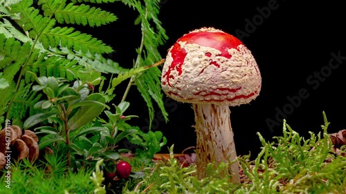 4K Time Lapse of Fly Agaric Amanita muscaria Mushroom toadstool growing on black background. Poisonous fungus with its red cap grows in autumn forest - time-lapse, close-up. photo