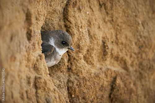 Bank Swallow (Riparia riparia) at the nesting hole.