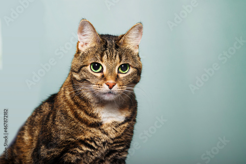 portrait of domestic striped cute shorthair cat 