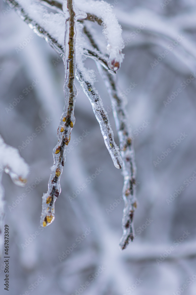 Vom Eisregen mit Eis und Schnee überzogene Pflanze, Blüten, Äste und Zweige.