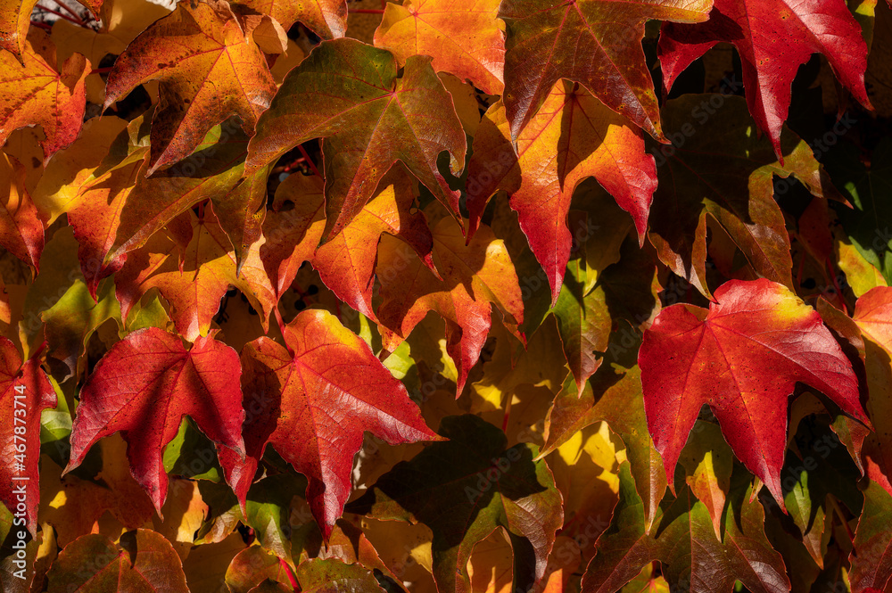 autumn leaves details