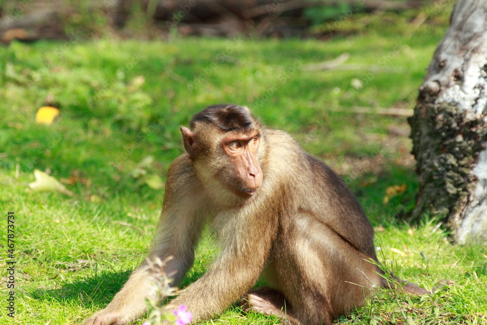 Little cute monkey is walking in his enclosure Little cute monkey is walking in his enclosure