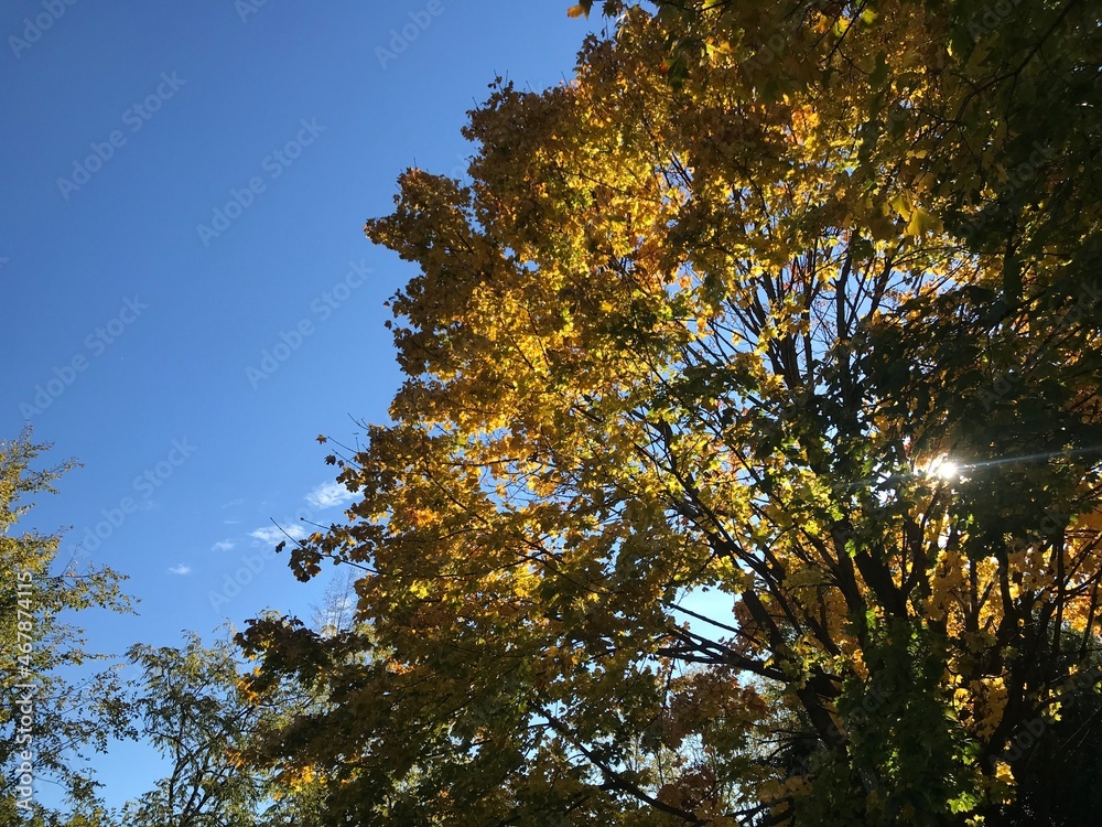 Obraz premium trees in the autumn