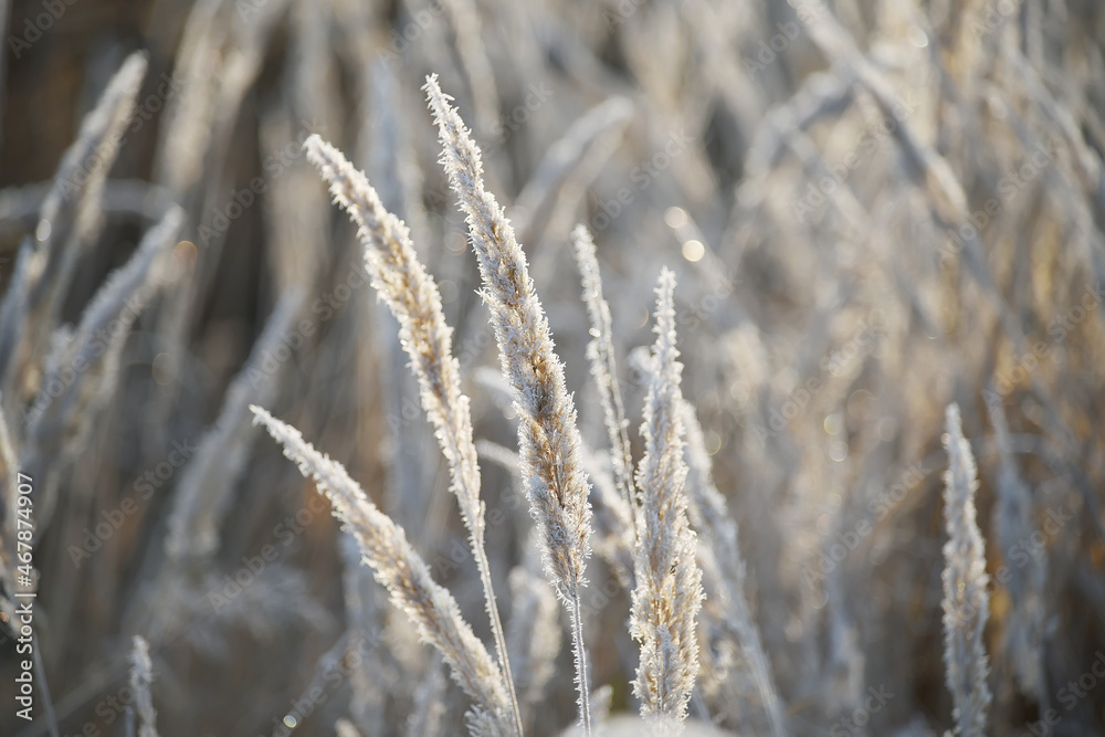 Ears of grass with first frost in sparkling frost in late autumn. Selective focus. natural background of late autumn, early winter. Ears of grass with first frost in sparkling frost in late autumn. Selective focus. natural background of late autumn, early winter.