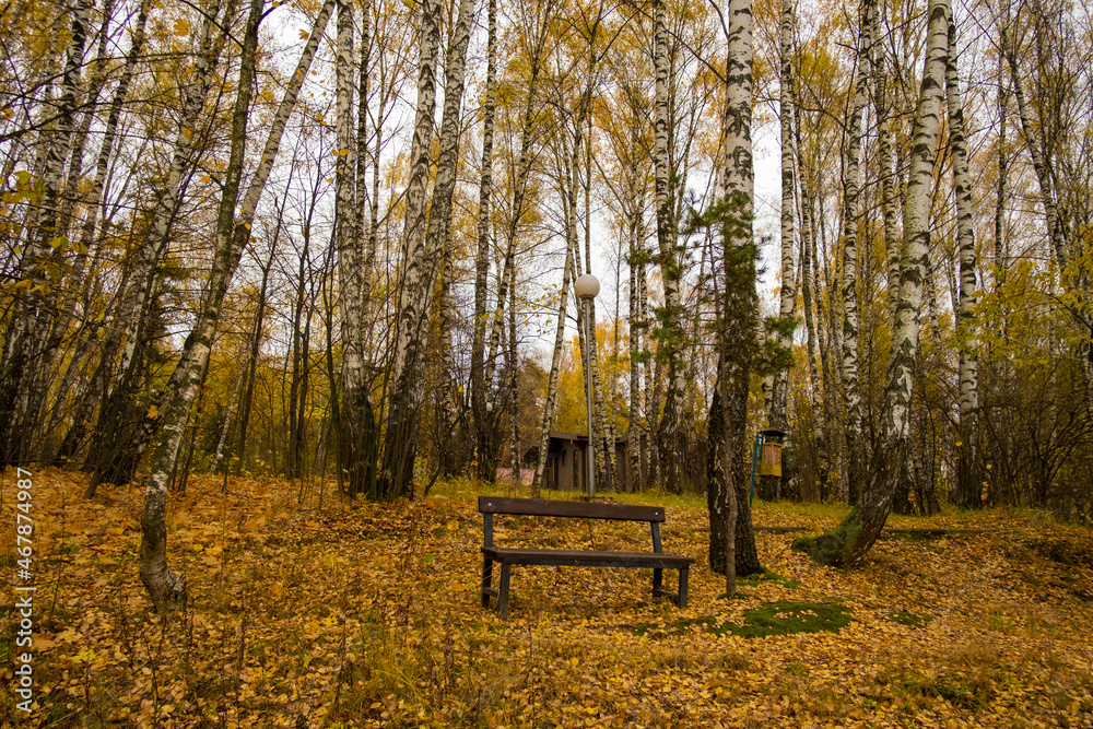 a bench by a birch tree on the shore of the lake