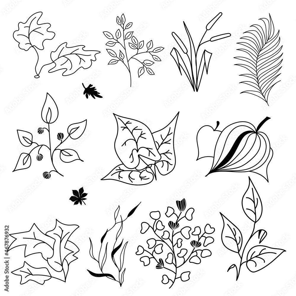 Fototapeta premium Set of vector plants and leaves in aut line style on the white background. Hand drawn black line design elements. EPS10.
