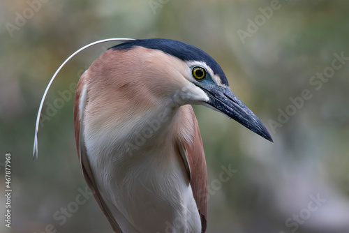 Nankeen Night Heron (Nycticorax caledonicus) photo