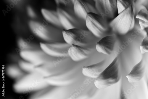 Chrysanthemum flower close-up in black and white