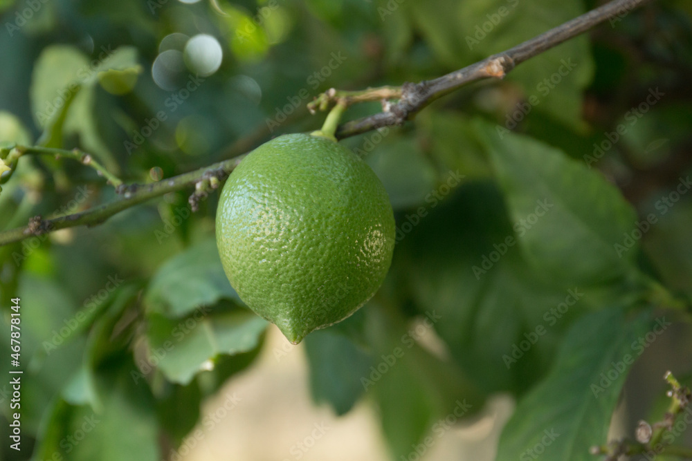 Green lemon. Unripe citrus hangs on the tree. Lemon Oe tree. Green lemon. Unripe citrus hangs on the tree. Lemon Oe tree.