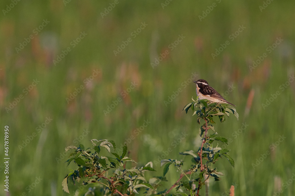 Fototapeta premium Braunkehlchen Männchen auf einer Sitzwarte 