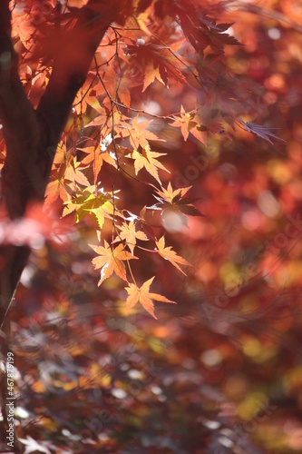紅葉と日本の秋