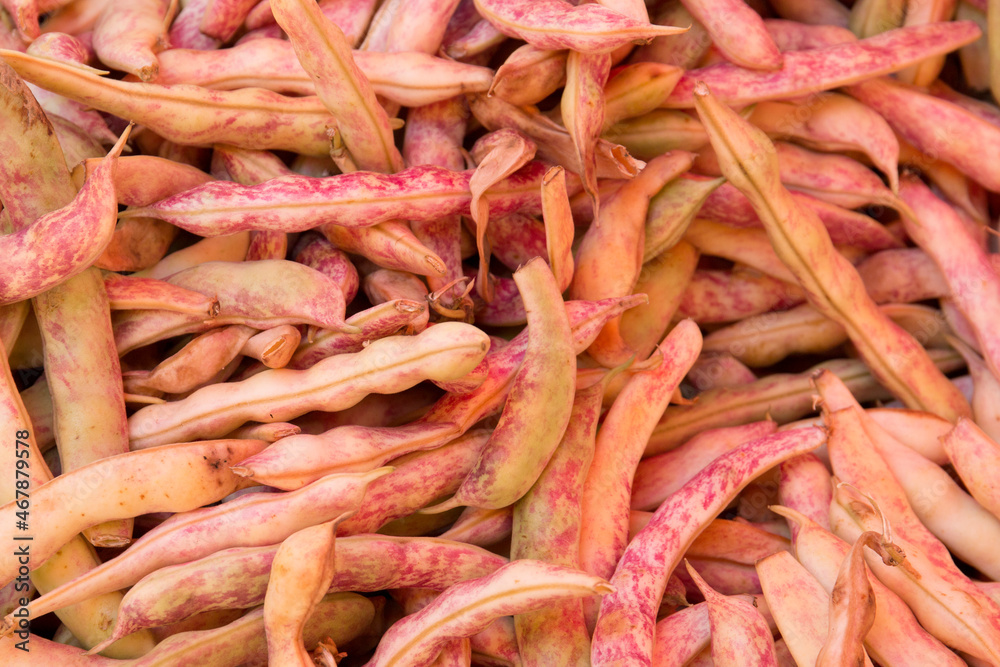 Green beans. The variety is a royal purple pod. Legumes. Green beans. The variety is a royal purple pod. Legumes.