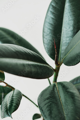 Rubber plant leaves on gray background