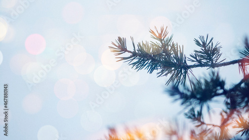 Closeup of spruce covered with snow