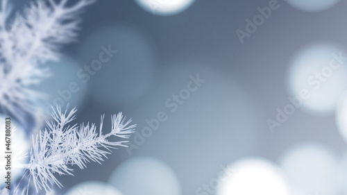 White snowy pine branch background © Rawpixel.com