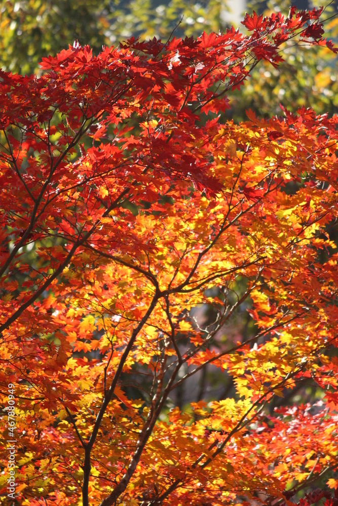 紅葉・秋イメージ