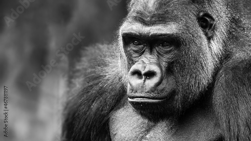 Black and white shallow depth of field close-up portrait of a gorilla with a thoughtful expression on his face