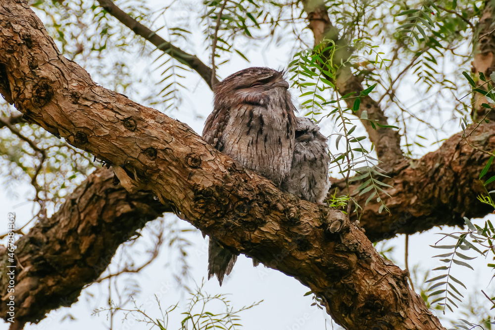 Tawny Frogmouth in Australia Tawny Frogmouth in Australia
