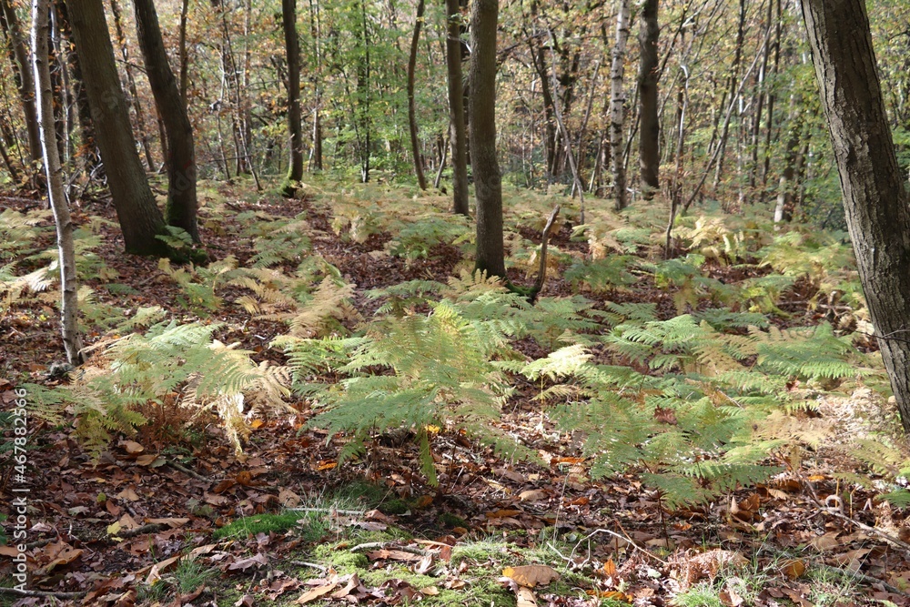 autumn and ferns in the forest in France autumn and ferns in the forest in France