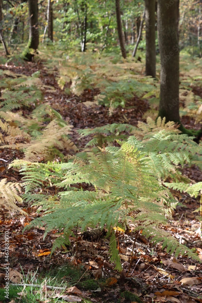 autumn and beautiful ferns in the forest in Essonne autumn and beautiful ferns in the forest in Essonne
