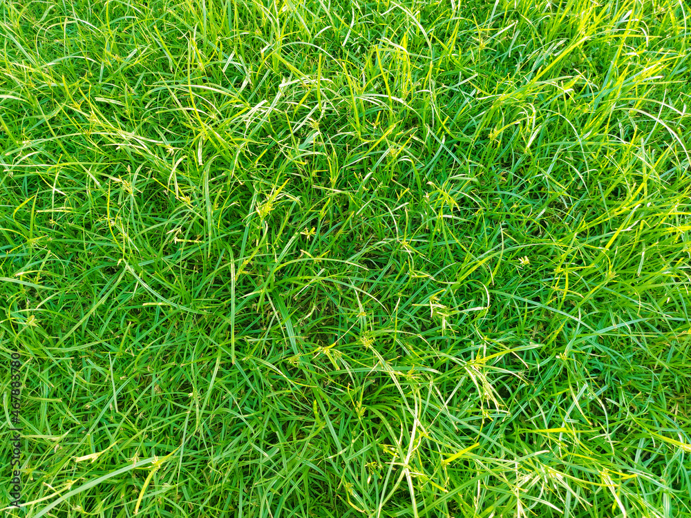 Green grass texture background. Top view of bright grass garden. Wall texture Green grass texture background. Top view of bright grass garden. Wall texture