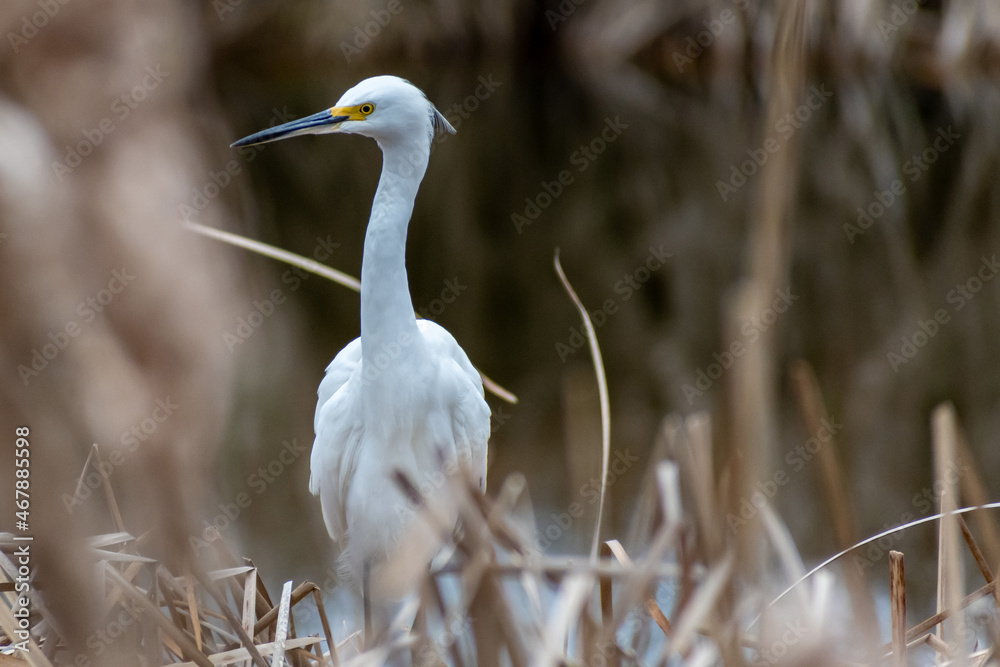 A Snowy White Egret in Hilton Head Island, South Carolina A Snowy White Egret in Hilton Head Island, South Carolina