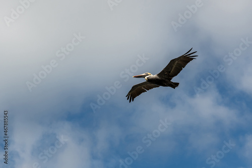 A Pelican in Hilton Head Island  South Carolina