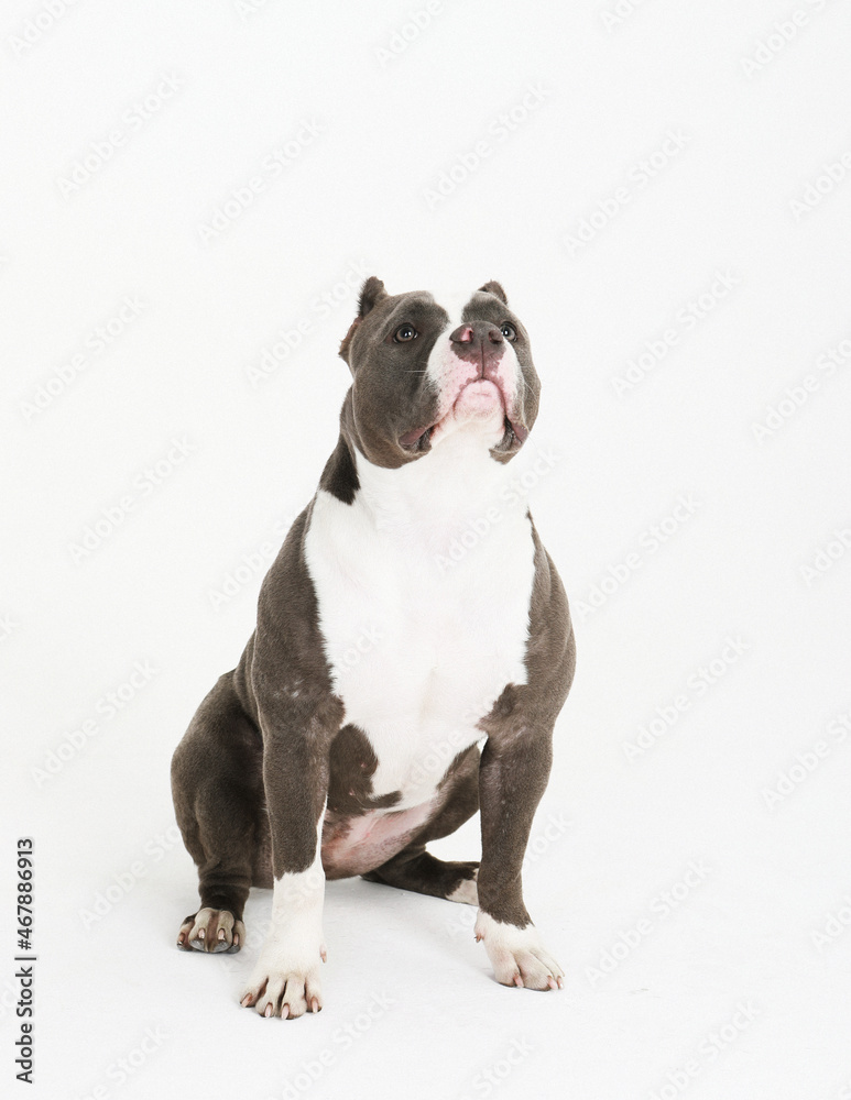 A Pit Bull dog sitting to the side and looks up on a white background