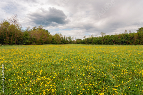 meadow with dandelions