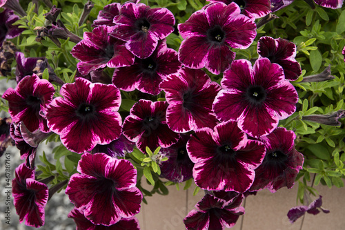 Petunia grandiflora Go!Tunia Cosmic Pink photo