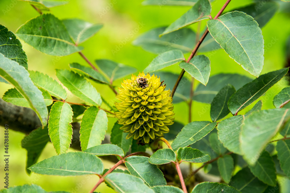 Platycarya strobilacea Platycarya strobilacea