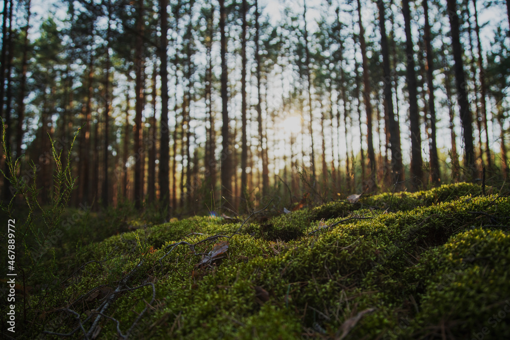 Fototapeta premium Beautiful forest landscape. Thin trunks of pine trees and moss at sunset. The beauty of northern nature