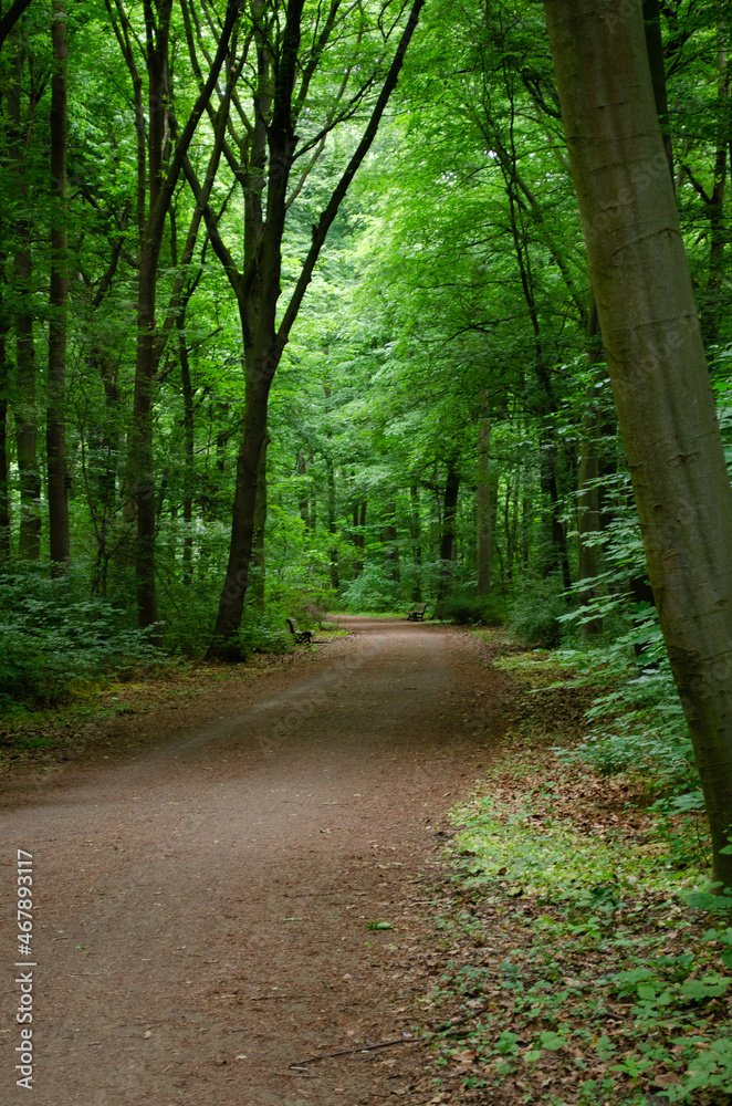 Path in the middle of a forest
